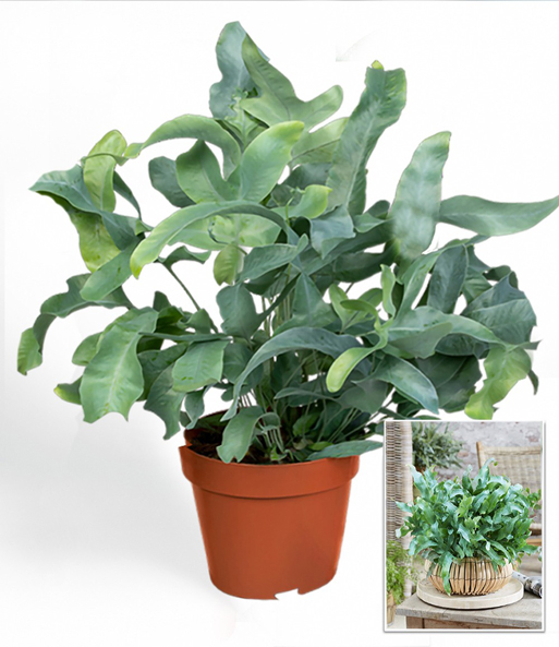 Goldtüpfel-Farn Phlebodium 'Blue Star'