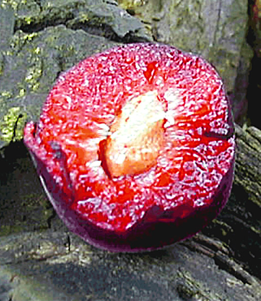 Eine „Cherrykose“ wurde mittig aufgeschnitten und zeigt ihr saftiges Fruchtfleisch.