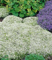 Bienenfreundliches Staudenbeet