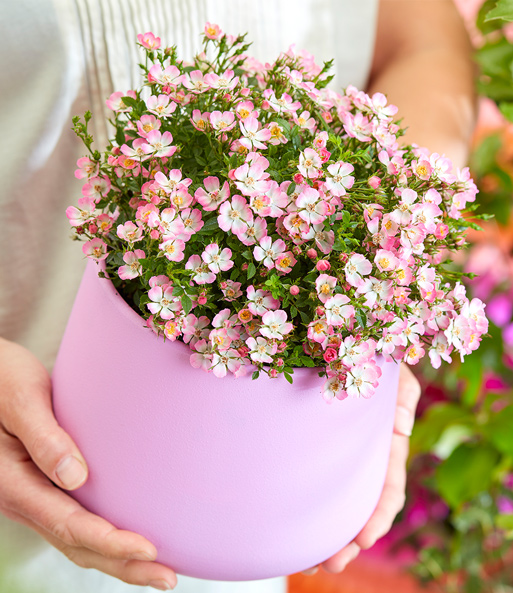 Eine Frau hält einen Rosa Topf in der eine Alpin-Rose 'Cutie Pie' gepflanzt wurde. Dahinter ist hochwachsender Lavendel gepflanzt.