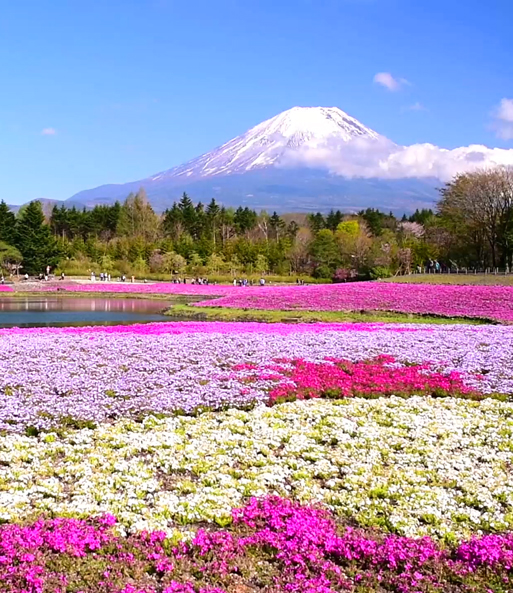 Link zum YouTube Video 2610_Phlox-Mix 'Flowers of the Sea'