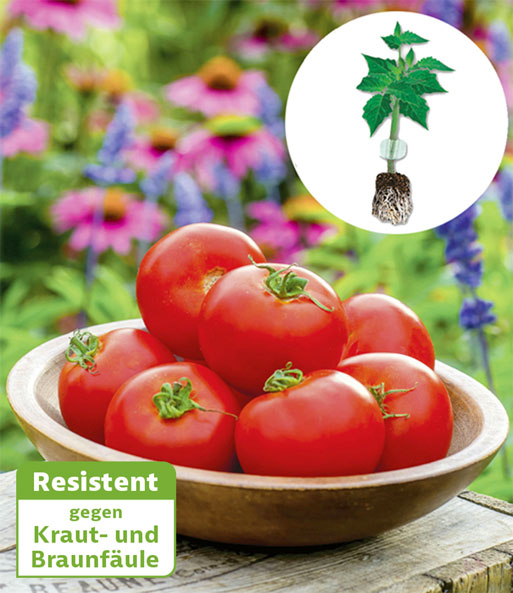 Veredelte Stab-Tomate 'Crimson Crush' F1