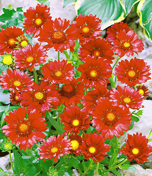 Rote Kokardenblume 'Bauerngarten'