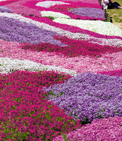Alle vier Farben des Bodendeckers Phlox-Mix 'Flowers of the Sea' wurden nebeneinander gepflanzt. Die rot, weiß, lila und rosafarbenen Blüten ergeben ein harmonisches Blütenmeer.