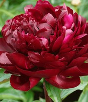 Päonie 'Armani'