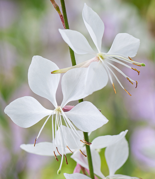 Prachtkerze - Gaura 'Weiß'