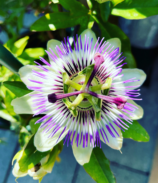 Nahaufnahme einer lila-weißen Blüte der Maracuja-Pflanze.