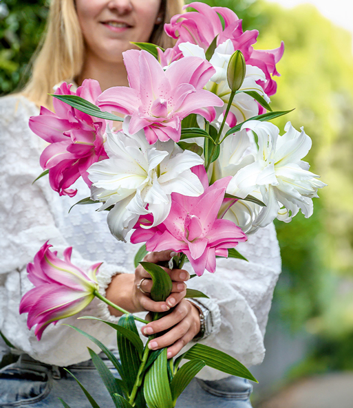 Duft-Lilien 'Lotus Mix'