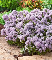 Winterharter Oregano