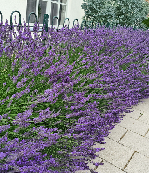 Lavendel 'Phenomenal®'