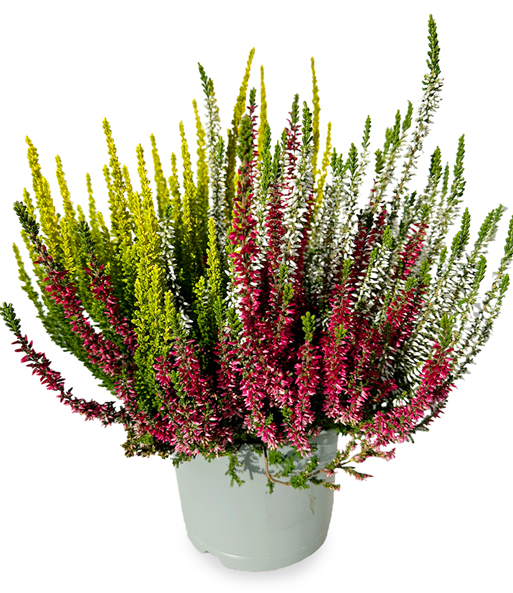 Calluna Knospenheide 'Colour Twister®', 17 cm-Topf