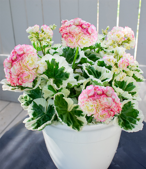 Geranie 'Strawberry Blossom'