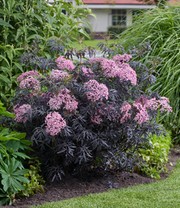 Terrassen-Holunder 'Cherry Lace®'