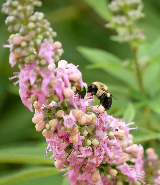 Mönchspfeffer 'Galactic Pink®'
