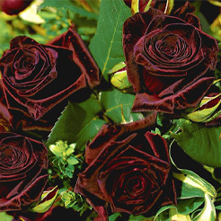 Rosen nach Farben