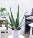 XXL Aloe Vera, 55-65 cm hoch