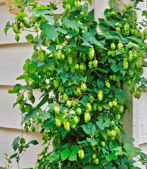 Hopfen im 1,5-Liter Containertopf