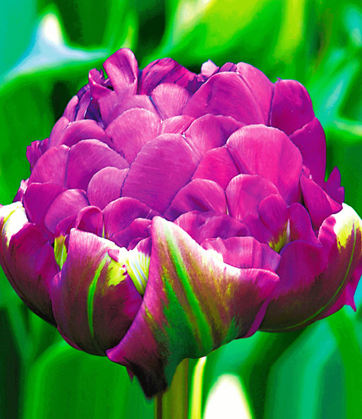 Gefüllte Tulpe 'Negrita'