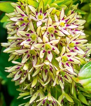 Eucomis 'Bi-Color'