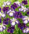 Iris 'Smokey Eye'
