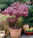 Japanischer Ahorn 'Burgund'
