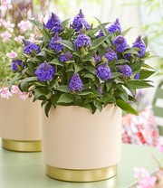 Zwerg-Schmetterlingsflieder 'Little Rockstars®' blau