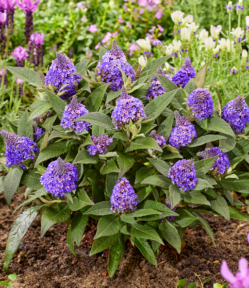 Zwerg-Schmetterlingsflieder 'Little Rockstars®' blau