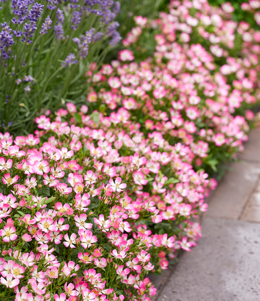 Alpin-Rose 'Cutie Pie®', 12 cm XL-Topf