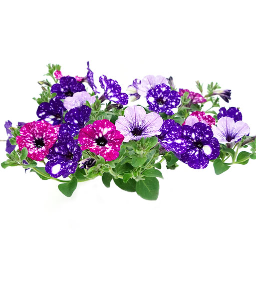 Die lila, roten und rosa Blüten der Hänge-Petunien Mix „SKY Family“ sind weiß gesprenkelt.