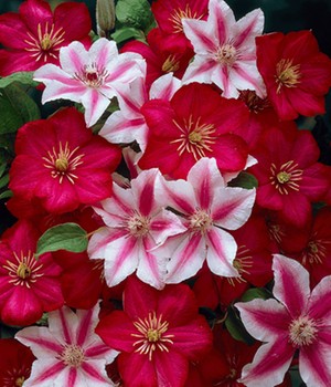 Clematis 'Nelly Moser' & 'Ville de Lyon'