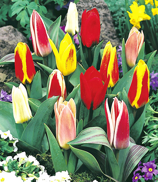 Niedrige, bot. Tulpen-Prachtmischung