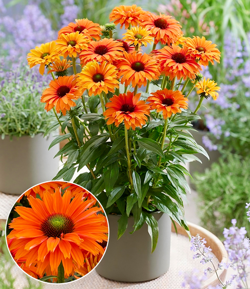 Echinacea 'SunSeekers® Mineola'