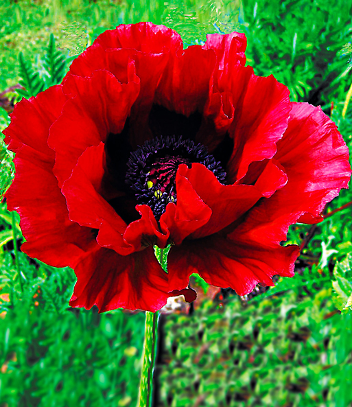 Papaver 'Heartbeat®'