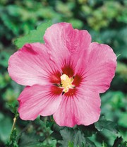 Hibiskus-Hecke