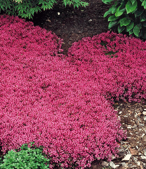 Bodendecker-Kollektion rosa und rot