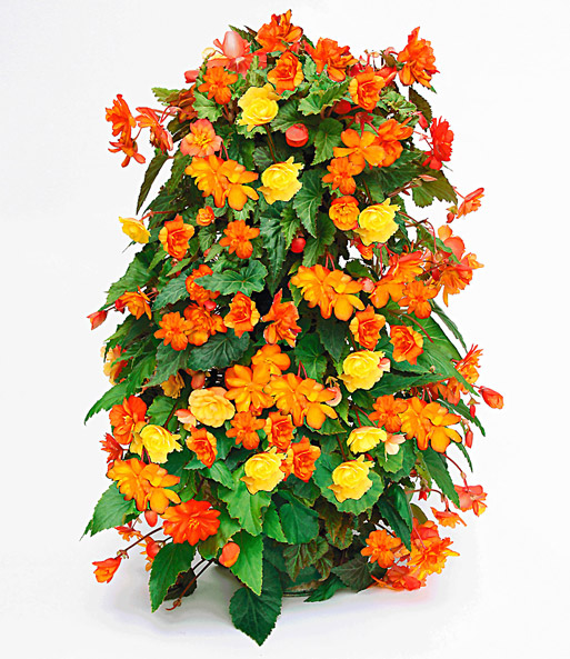 Flower Tower®