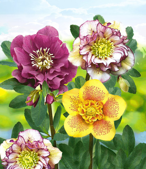 Gefüllte Christrosen 'Festival-Kollektion'