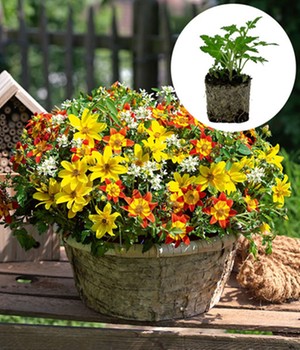 Sommerblumen-Mix TRIXI® 'EuphorBee'