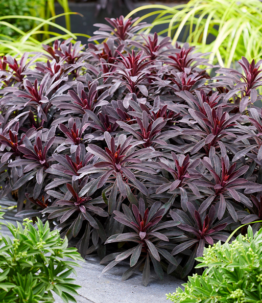 Euphorbia 'Miners Merlot®'