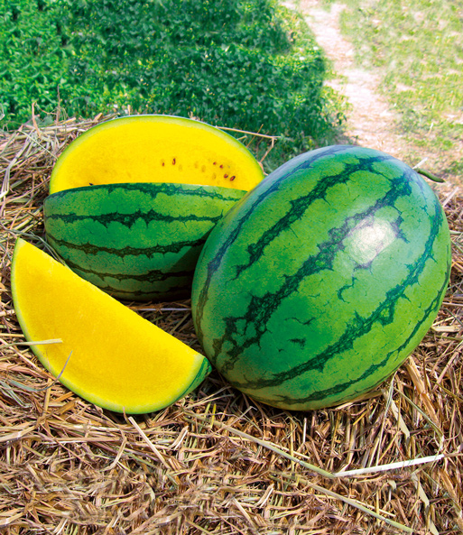 Gelbe Mini-Wassermelone 'Sunlove' F1