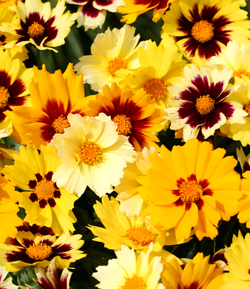 Coreopsis 'Solar® Mix'