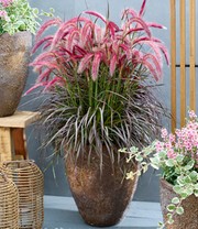 Pennisetum 'Tiny Tails®'