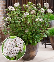 Viburnum 'Rock 'n Rolla®'