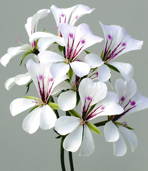Hänge-Geranien 'White Glacier®'