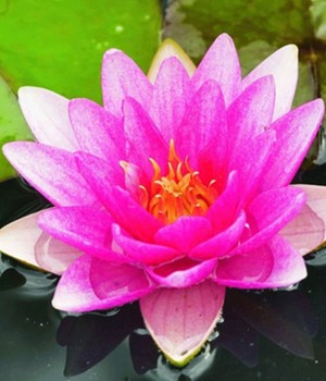 Seerose (Nymphaea) 'Pink'