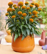 Echinacea 'Drumsticks® Gold'