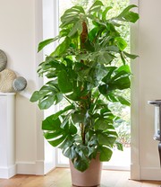 Monstera - Fensterblatt ca. 60-70 cm hoch