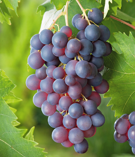 Beeren-Sortiment 'Weintraube, Heidelbeere, Himbeere' zum Vorteilspreis