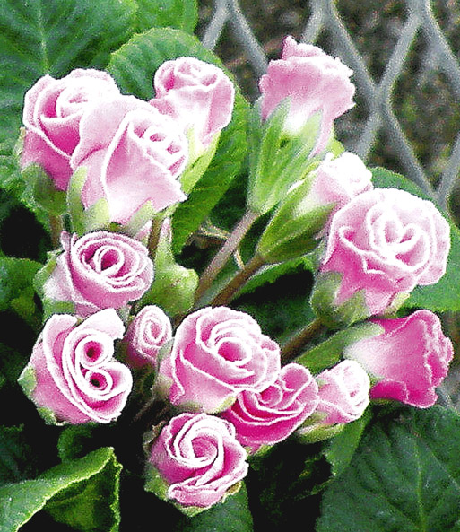 Rosen-Primula 'Pink-rosé'