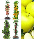 Obst für Balkon & Terrasse